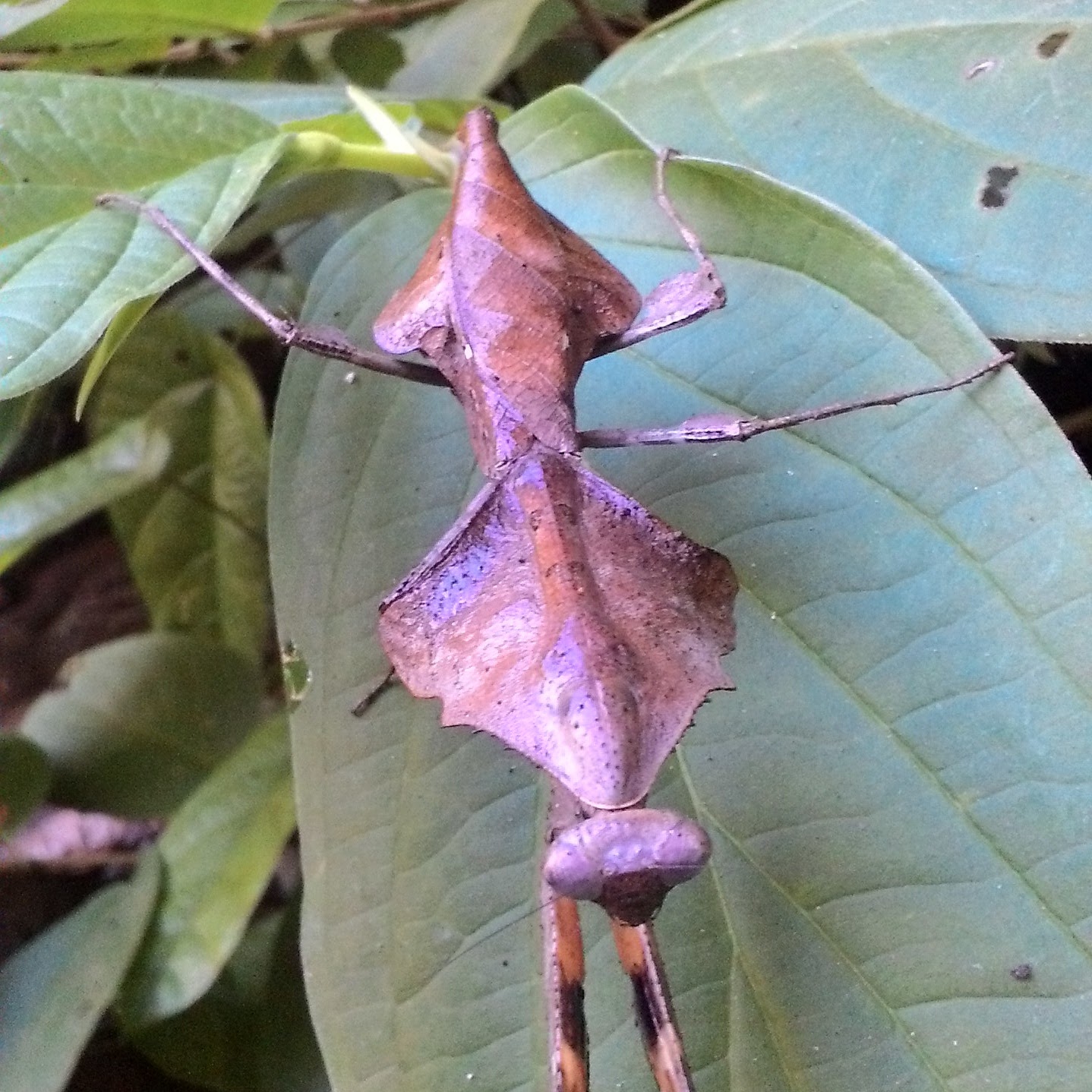 Ketambe Trekking and Rafting Tour